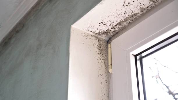 Office Mold Removal Services in Waveland, MS