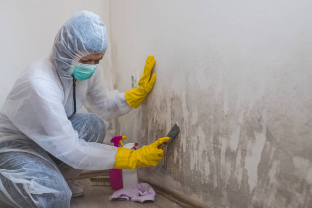 Best Mold Testing  in Waveland, MS