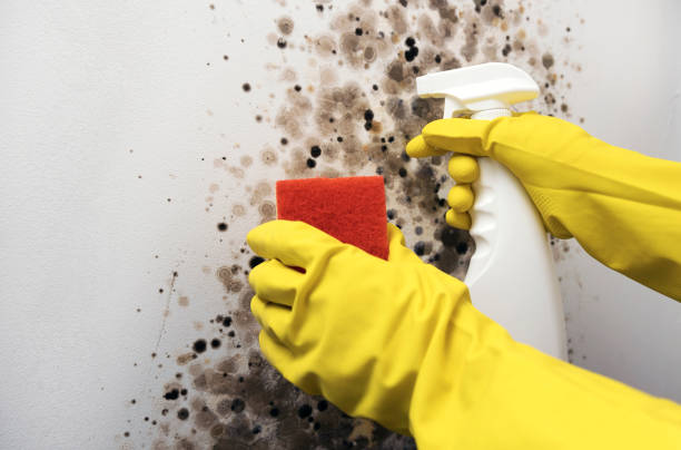 Best Mold Removal and Inspection  in Waveland, MS