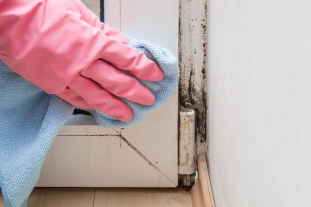 Home Mold Removal in Waveland, MS